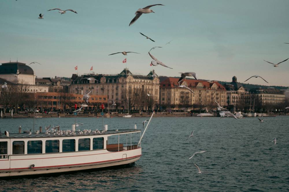 Seagulls flying over Zurich Lake